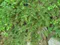 Juniperus communis Repanda