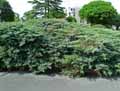 Juniperus media
