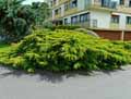 Juniperus media Old Gold