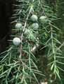 Juniperus oxycedrus