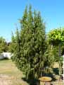 Juniperus oxycedrus