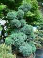 Juniperus squamata Meyeri