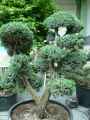 Juniperus squamata Meyeri