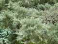 Juniperus virginiana