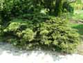 Juniperus x media Pfitzeriana