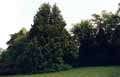 Thuja loebneri
