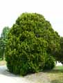 Cupressaceae-Thuja-occidentalis-Theodonensis-Thuya-du-Canada.jpg