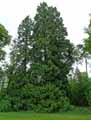 Thuja plicata
