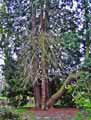 Cupressaceae-Thuja-plicata-Thuya-geant-de-Californie.jpg