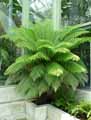 Cyathea australis