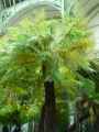 Cyathea australis