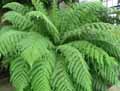 Cyatheaceae