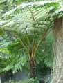 Cyathea cooperi