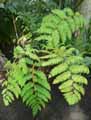 Cyathea princeps