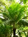 Cycas javana
