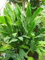 Cyclanthus bipartitus