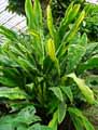 Cyclanthaceae-Cyclanthus-bipartitus-Cyclanthus.jpg