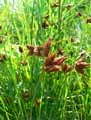 Cyperaceae-Bolboschoenus-maritimus-Scirpus-maritimus-Scirpe-maritime.jpg