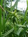 Carex Grayi