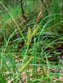 Carex acutiformis