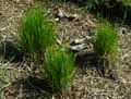 Carex bohemica