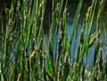 Carex buxbaumii