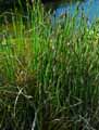 Carex buxbaumii