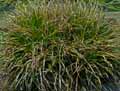 Carex demissa