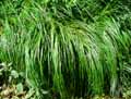 Carex diluta