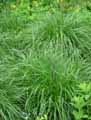 Carex elata