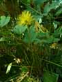 Carex fertilis