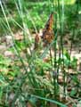 Carex flacca
