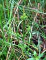 Carex flava