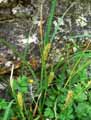 Carex hirta