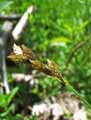 Carex ovalis