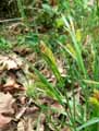 Carex pallescens