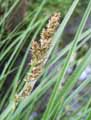 Carex paniculata
