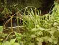 Carex pendula