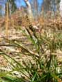 Carex pilulifera