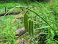 Carex pseudocyperus