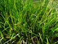 Carex pseudocyperus