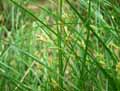 Carex remota