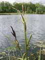 Carex riparia