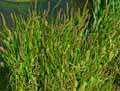 Carex riparia