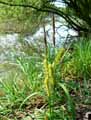 Carex rostrata