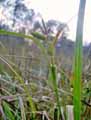 Carex sp.