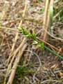 Carex spicata