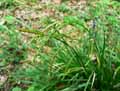 Carex sylvatica