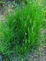 Carex tomentosa