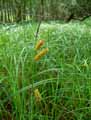 Carex vesicaria